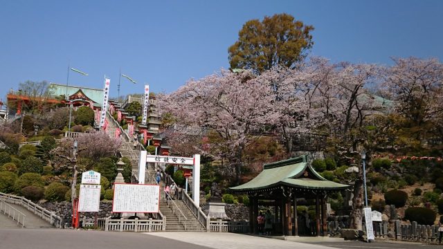 桜が・・・・・!!